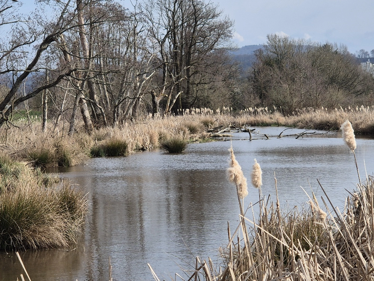 Fachbüro Biberfragen und Auenschutz - Biberuntergrabung
