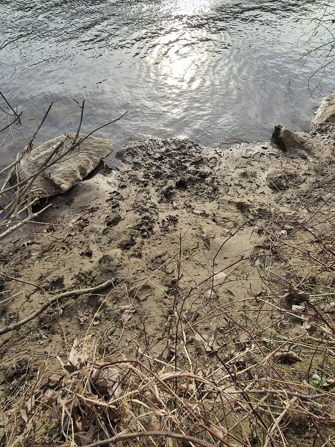 Fachbüro Biberfragen und Auenschutz - Biberuntergrabung