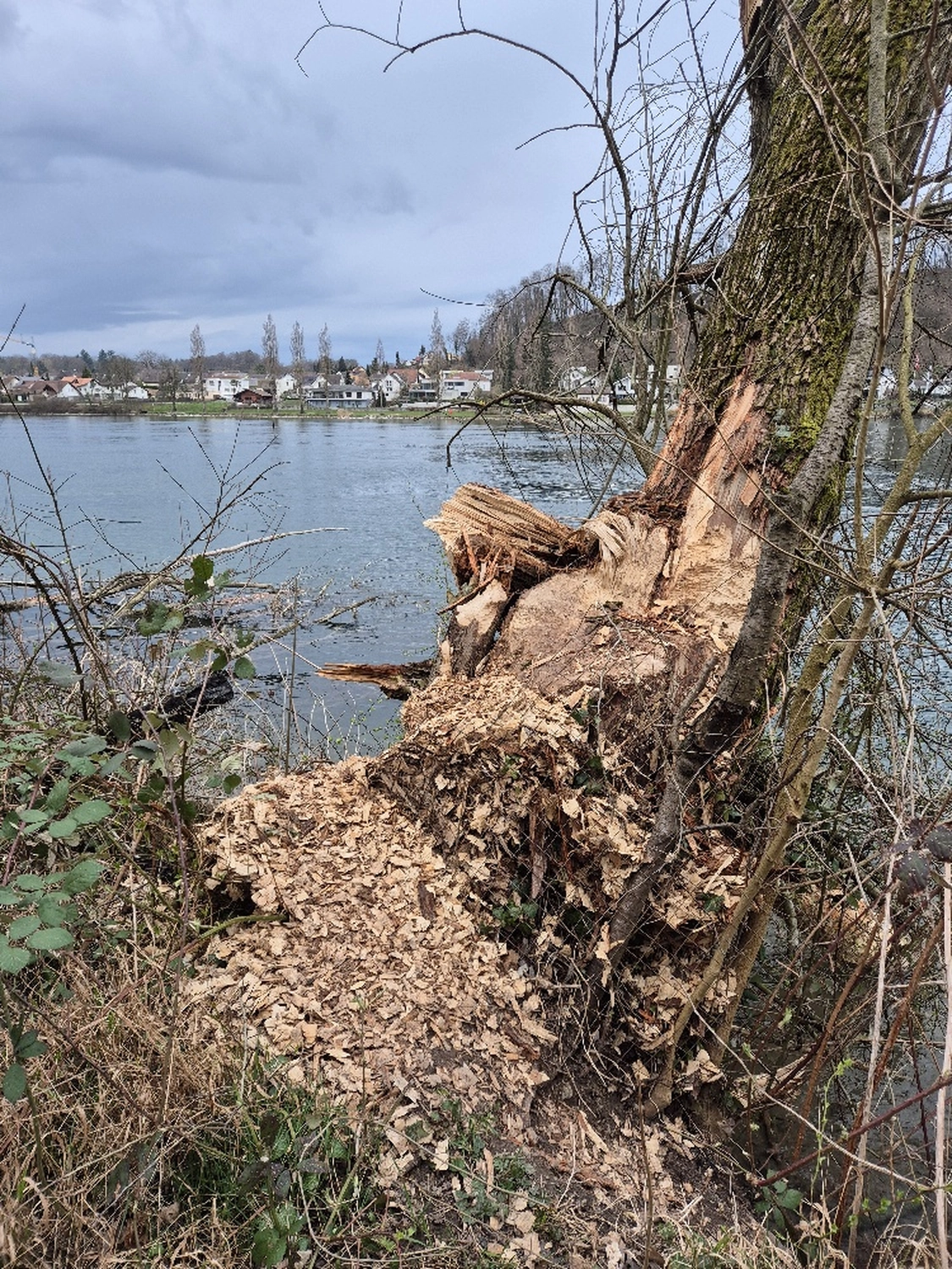Fachbüro Biberfragen und Auenschutz - Biberuntergrabung