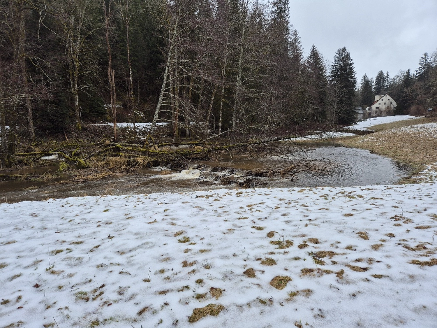Fachbüro Biberfragen und Auenschutz - Biberuntergrabung