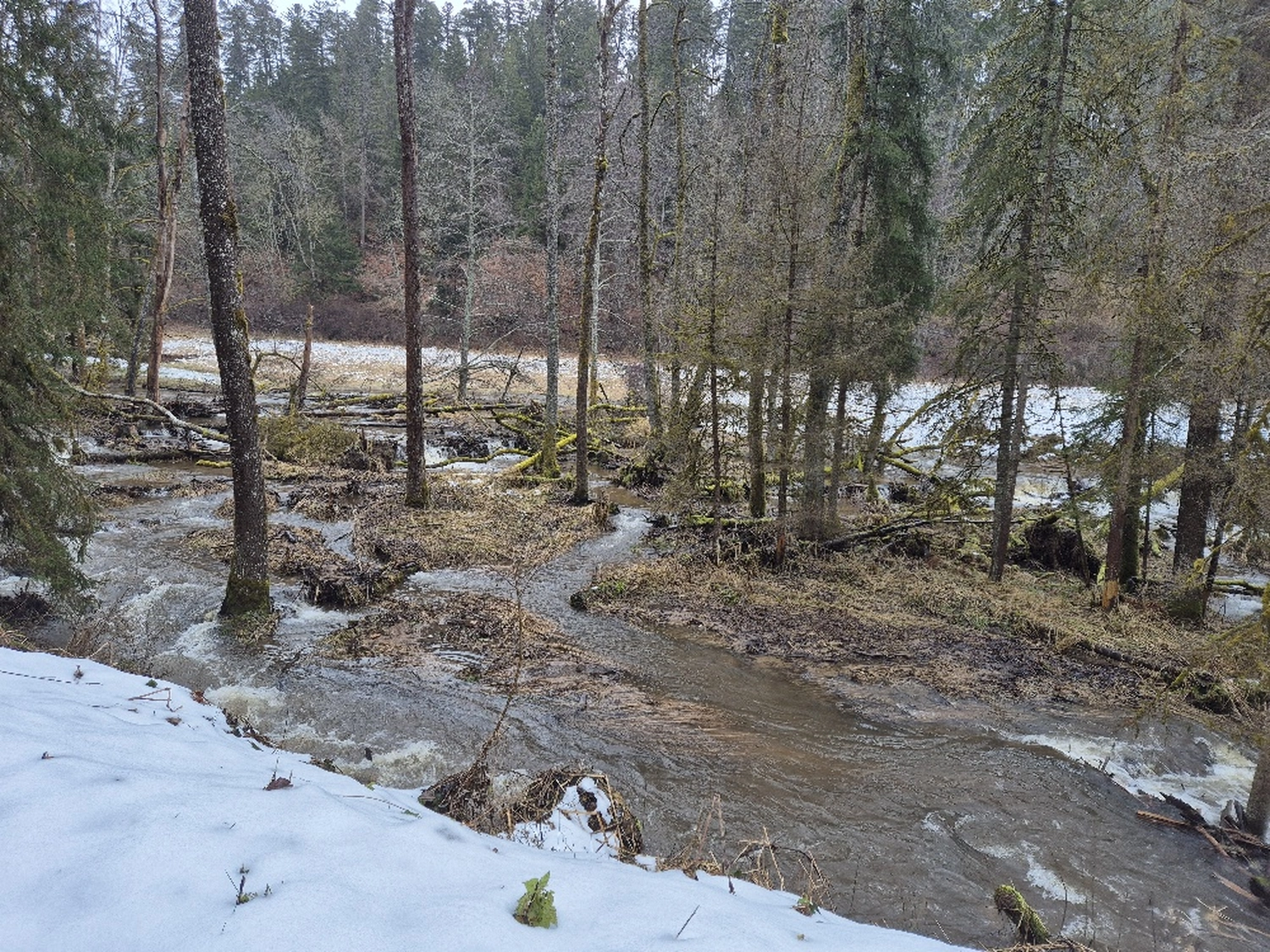 Fachbüro Biberfragen und Auenschutz - Biberuntergrabung