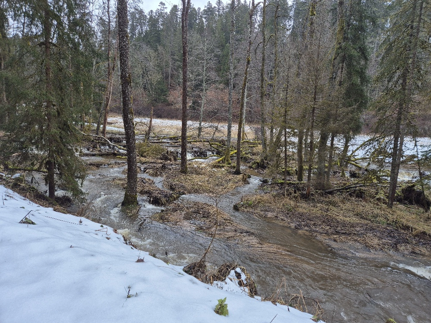Fachbüro Biberfragen und Auenschutz - Biberuntergrabung