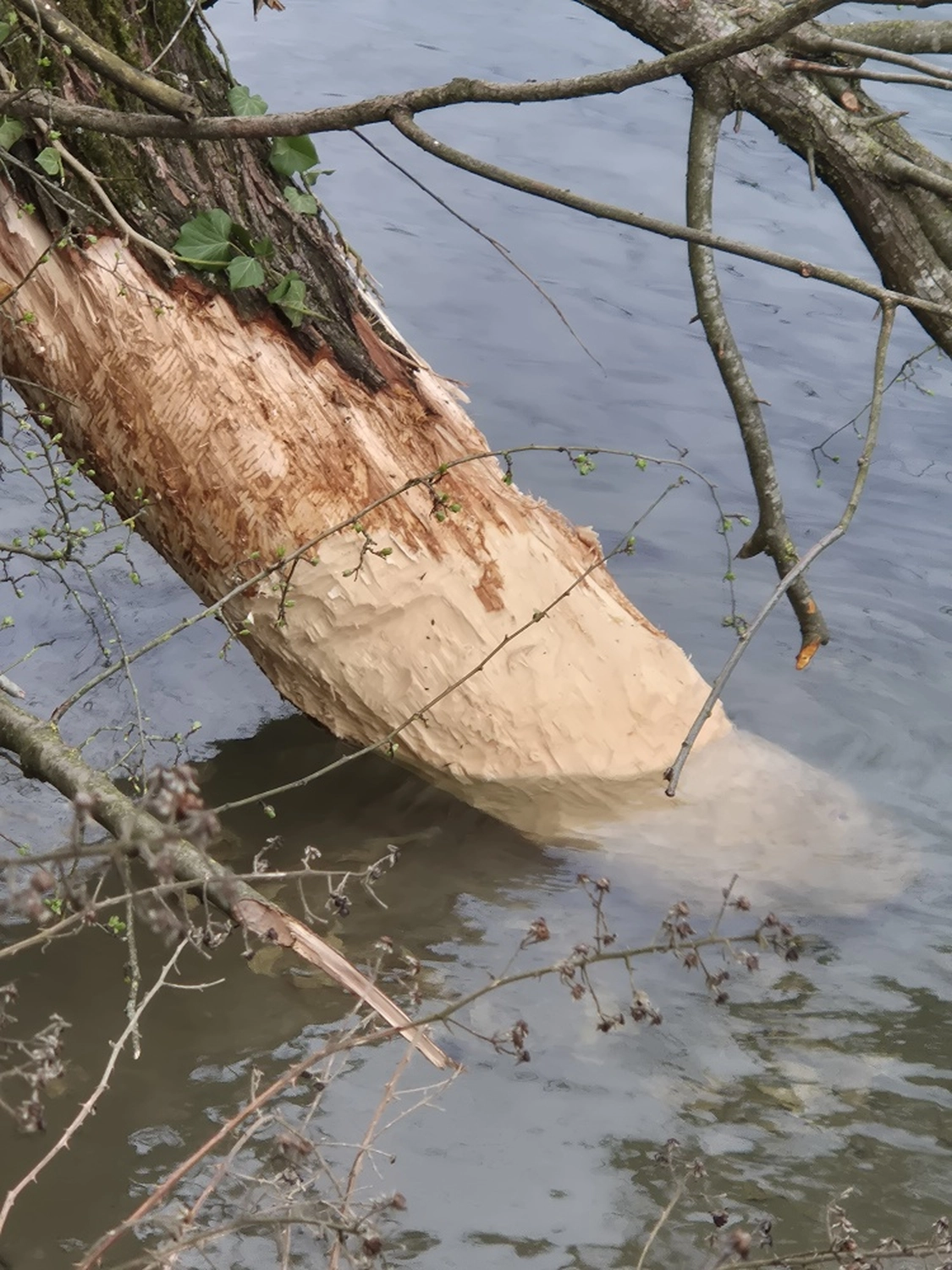 Fachbüro Biberfragen und Auenschutz - Biberuntergrabung