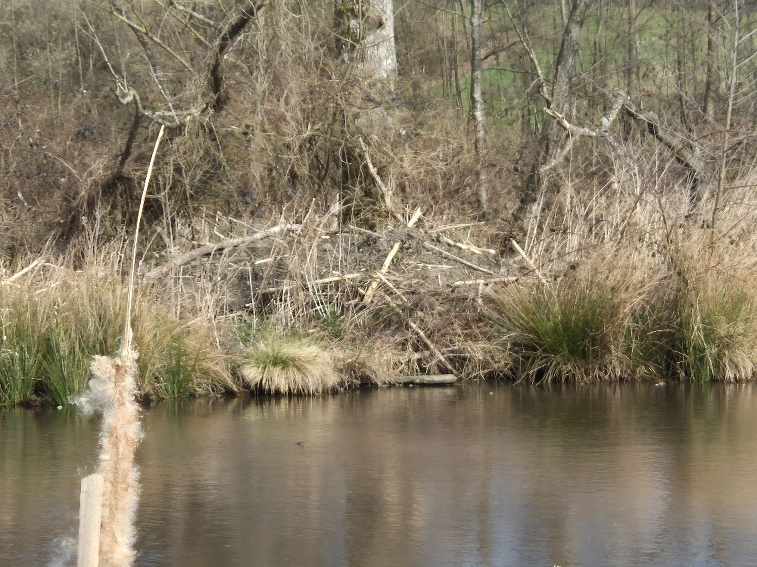 Fachbüro Biberfragen und Auenschutz - Biberuntergrabung