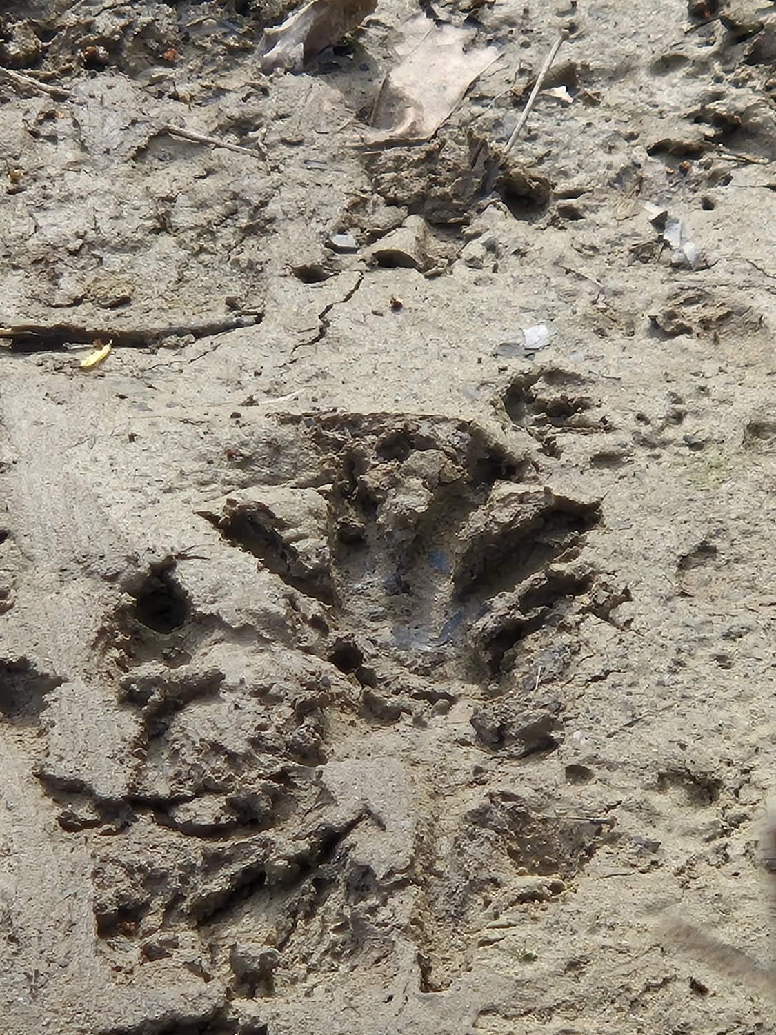 Fachbüro Biberfragen und Auenschutz - Biberuntergrabung