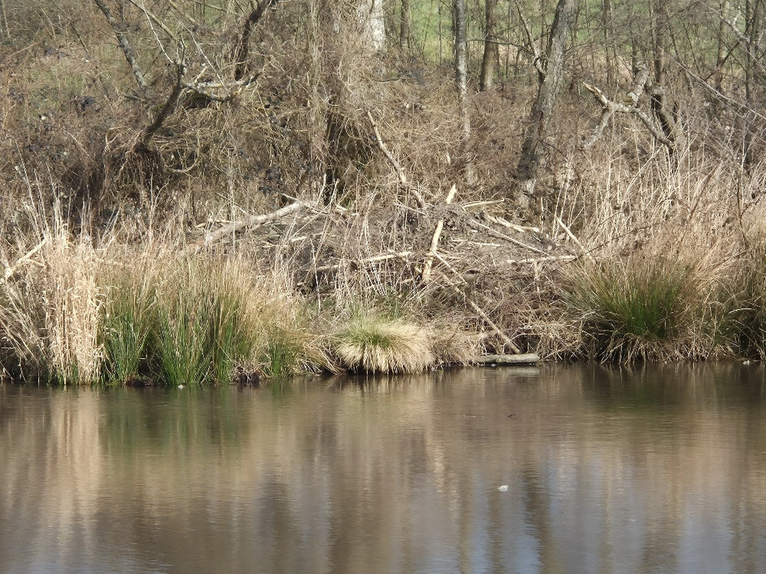 Fachbüro Biberfragen und Auenschutz - Biberuntergrabung