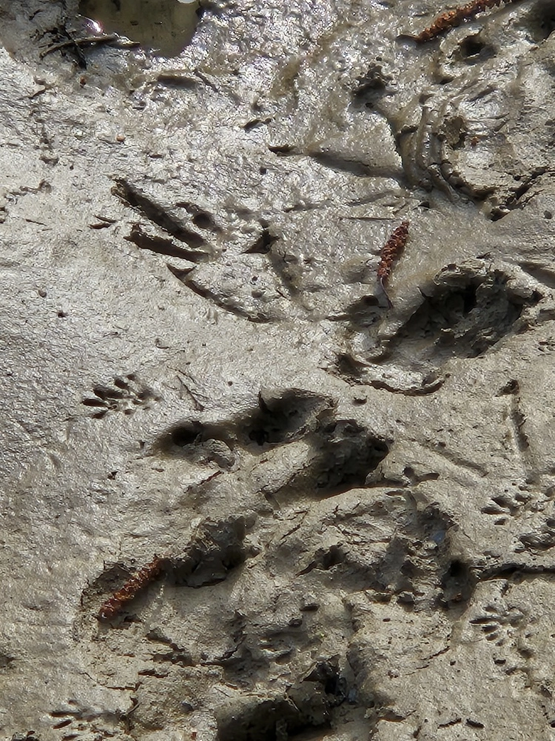 Fachbüro Biberfragen und Auenschutz - Biberuntergrabung