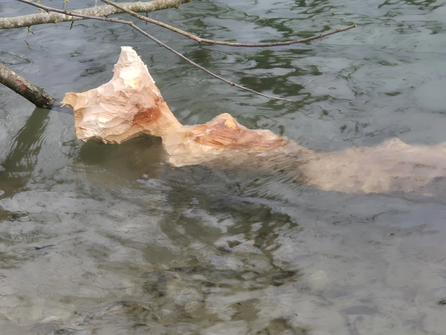 Fachbüro Biberfragen und Auenschutz - Biberuntergrabung