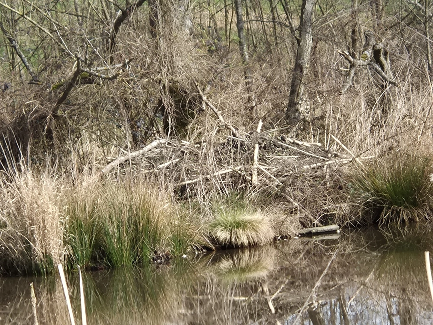 Fachbüro Biberfragen und Auenschutz - Biberuntergrabung