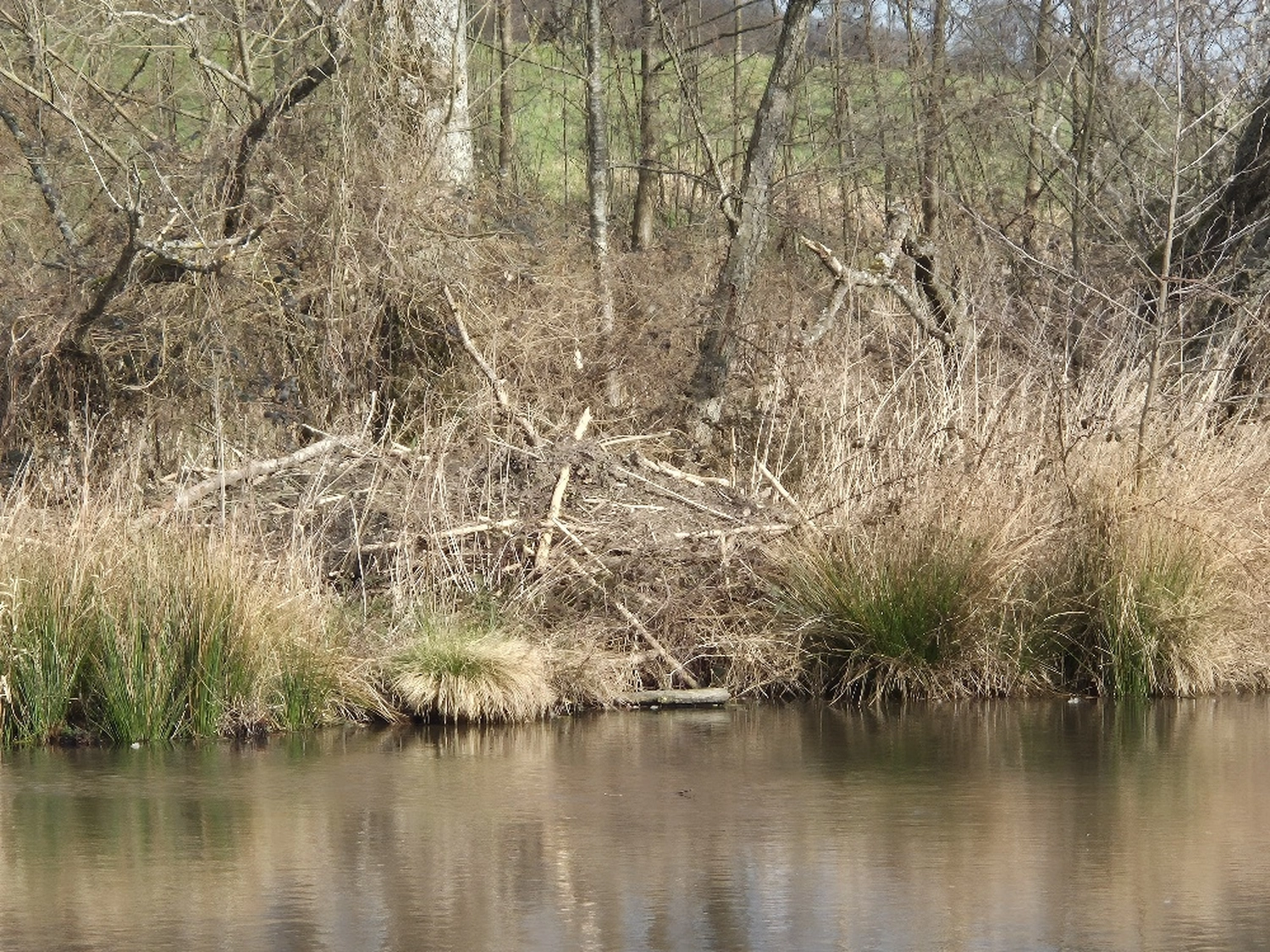 Fachbüro Biberfragen und Auenschutz - Biberuntergrabung