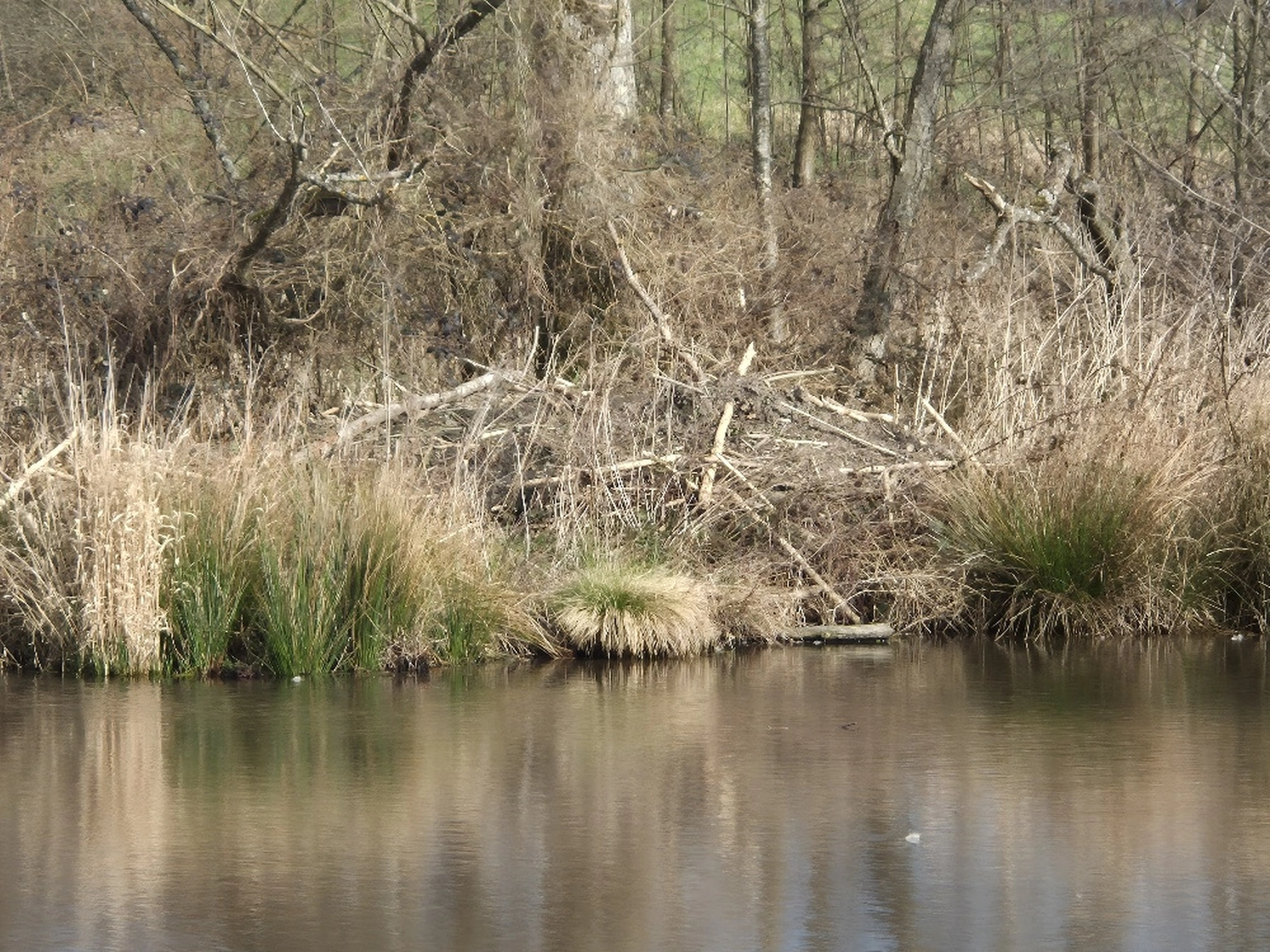 Fachbüro Biberfragen und Auenschutz - Biberuntergrabung