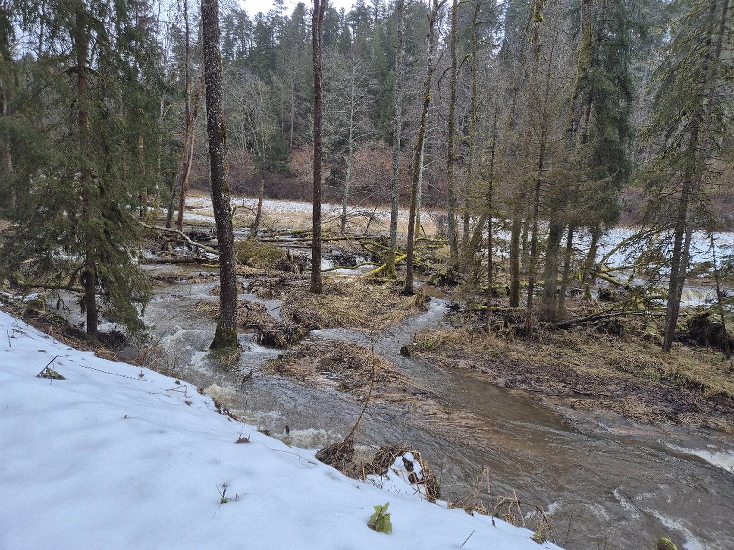 Fachbüro Biberfragen und Auenschutz - Biberuntergrabung