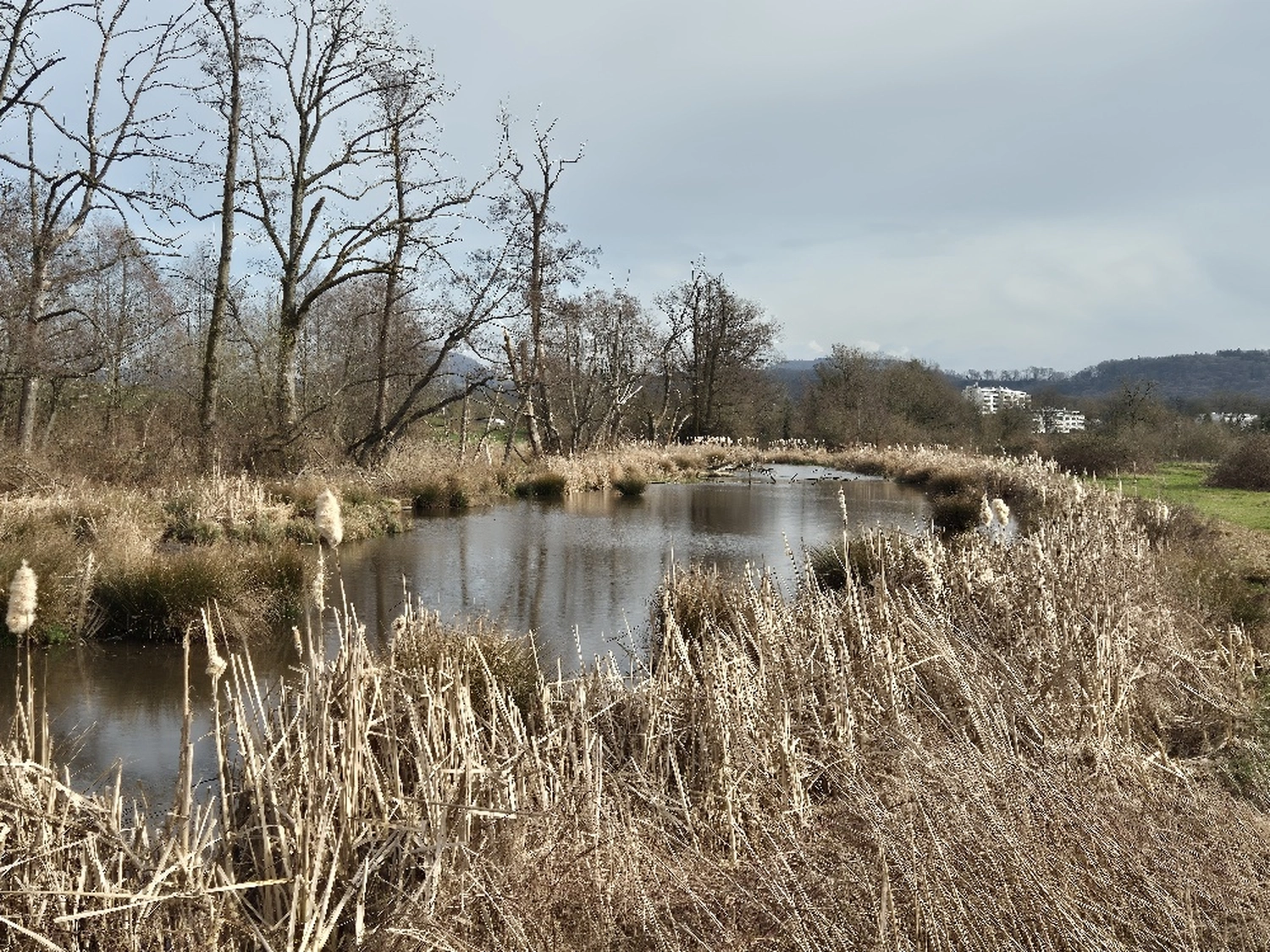 Fachbüro Biberfragen und Auenschutz - Biberuntergrabung