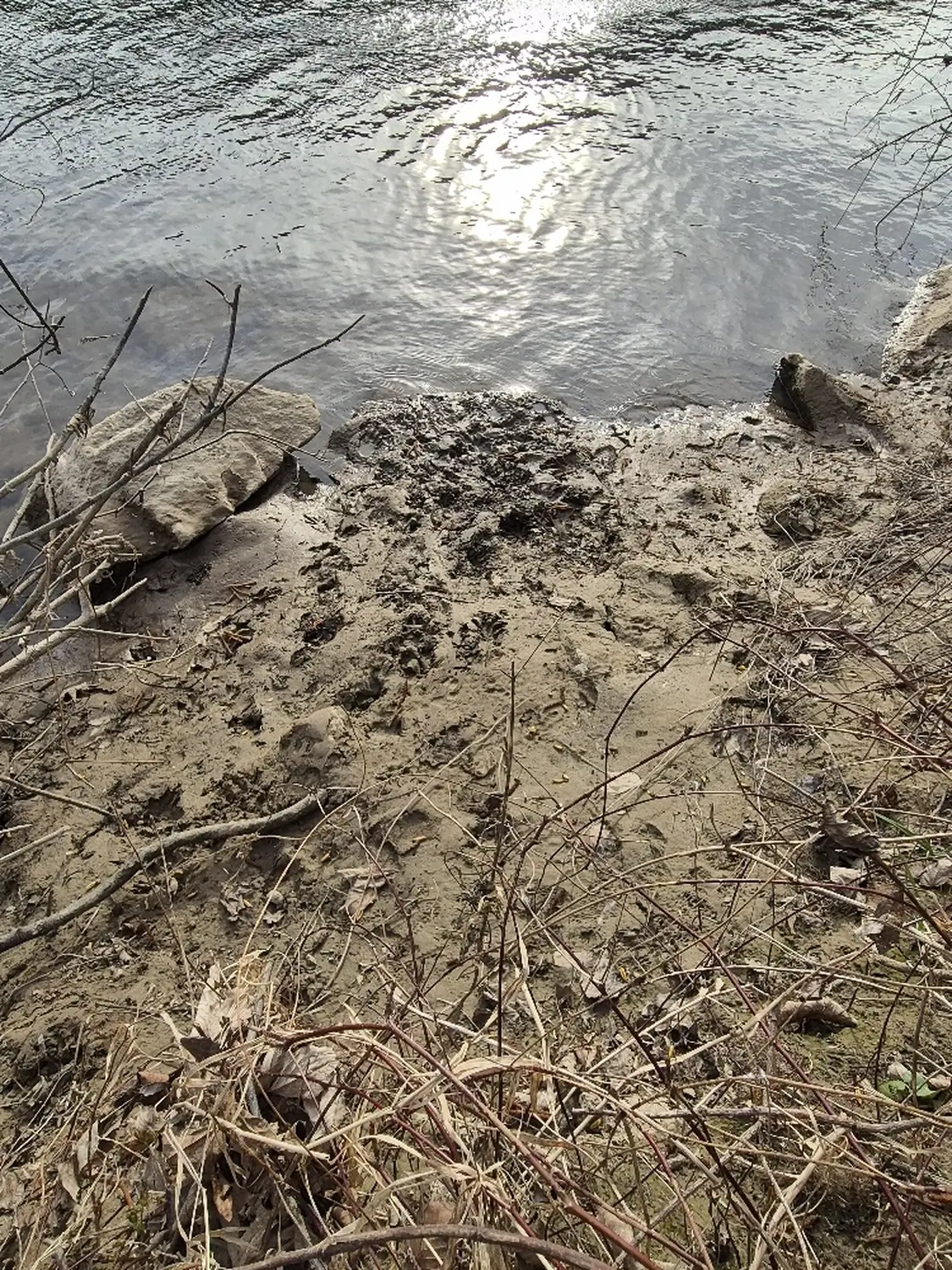 Fachbüro Biberfragen und Auenschutz - Biberuntergrabung