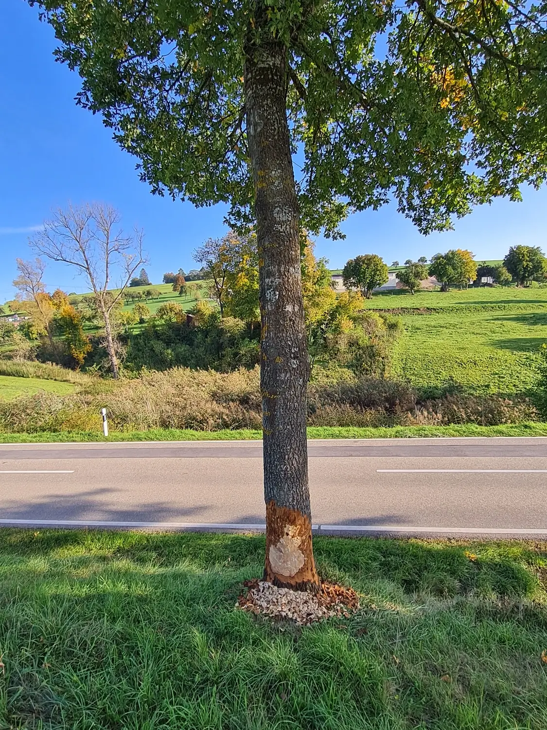 Fachbüro Biberfragen und Auenschutz - Biberuntergrabung