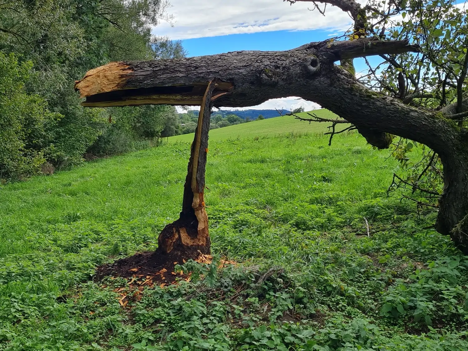 Fachbüro Biberfragen und Auenschutz - Biberuntergrabung