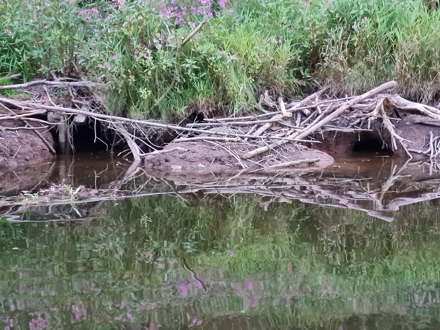 Fachbüro Biberfragen und Auenschutz - Biberuntergrabung