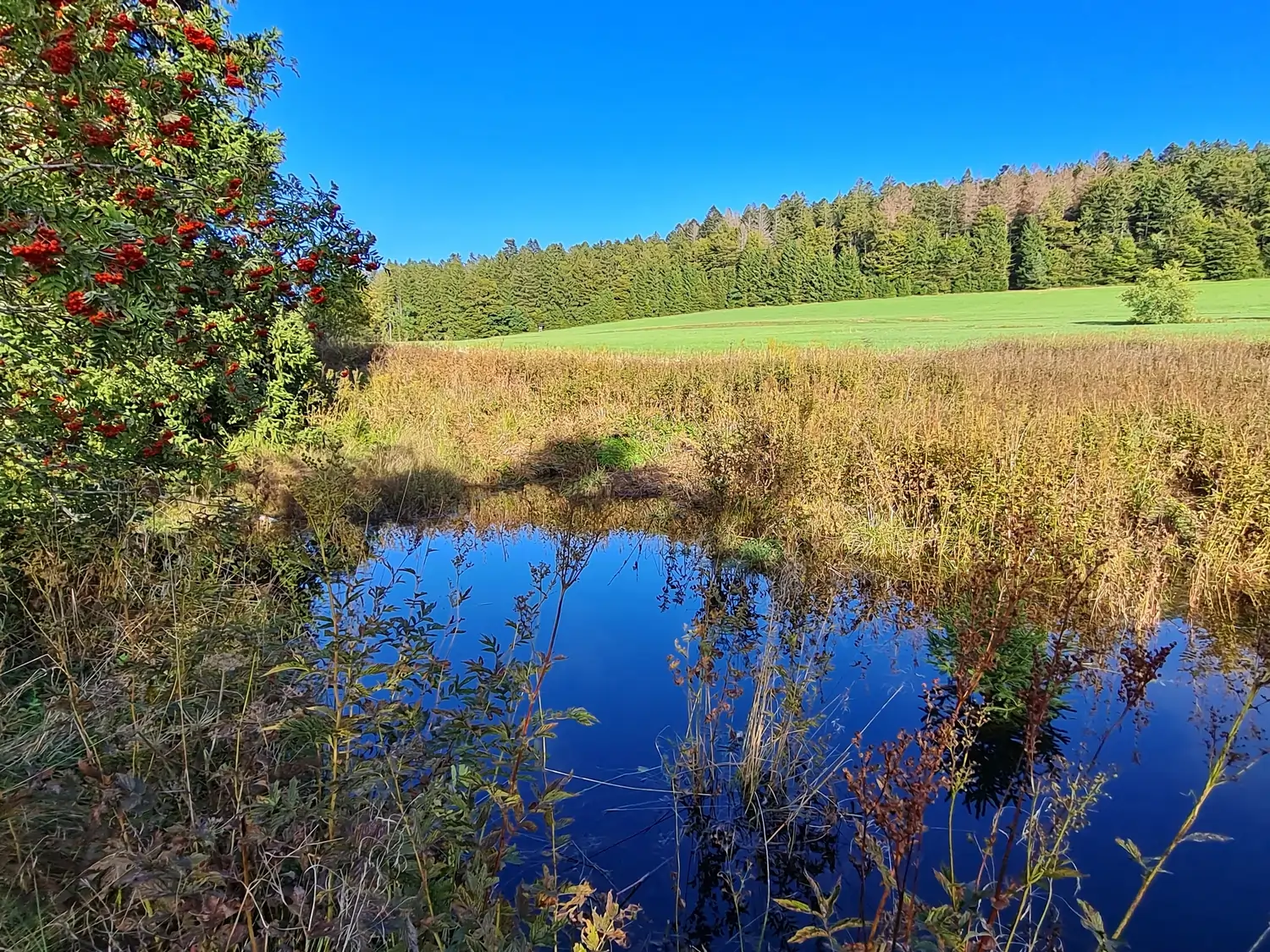 Fachbüro Biberfragen und Auenschutz - Biberuntergrabung