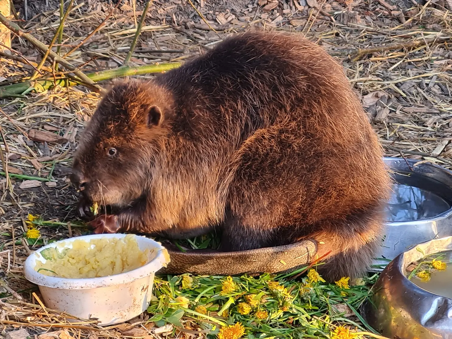 Fachbüro Biberfragen und Auenschutz - Biber
