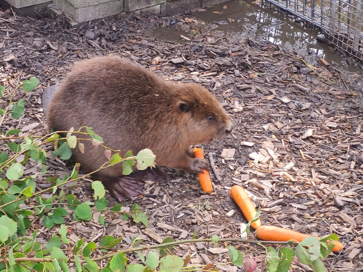 Fachbüro Biberfragen und Auenschutz - Biber