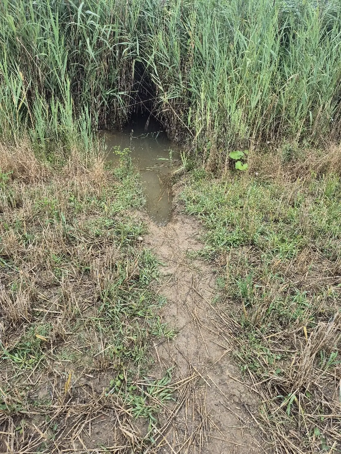 Fachbüro Biberfragen und Auenschutz - Biber