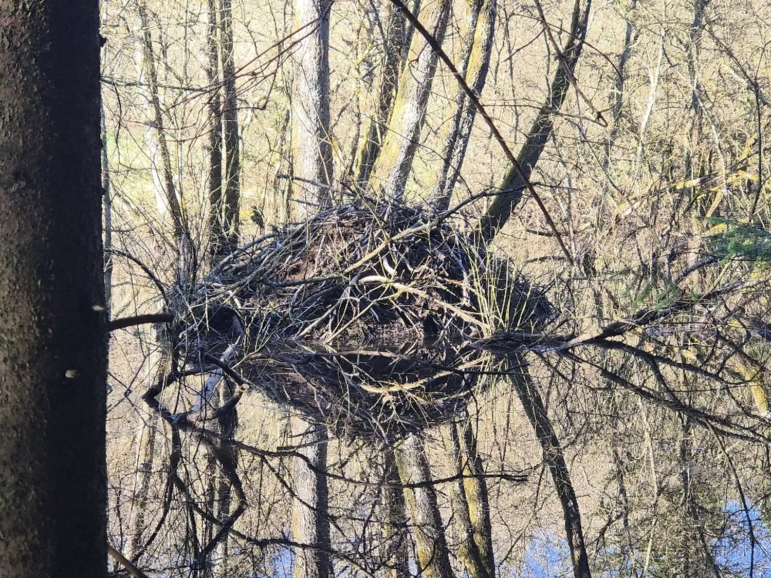 Fachbüro Biberfragen und Auenschutz - Biber
