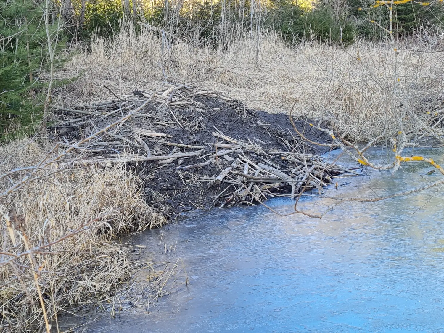 Fachbüro Biberfragen und Auenschutz - Biber