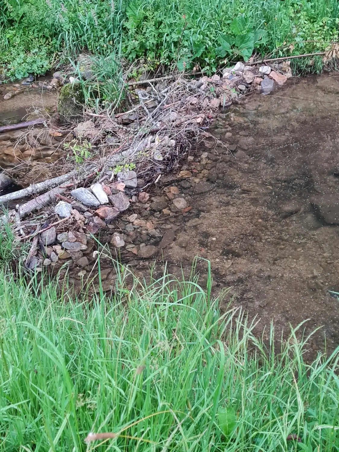 Fachbüro Biberfragen und Auenschutz - Biber