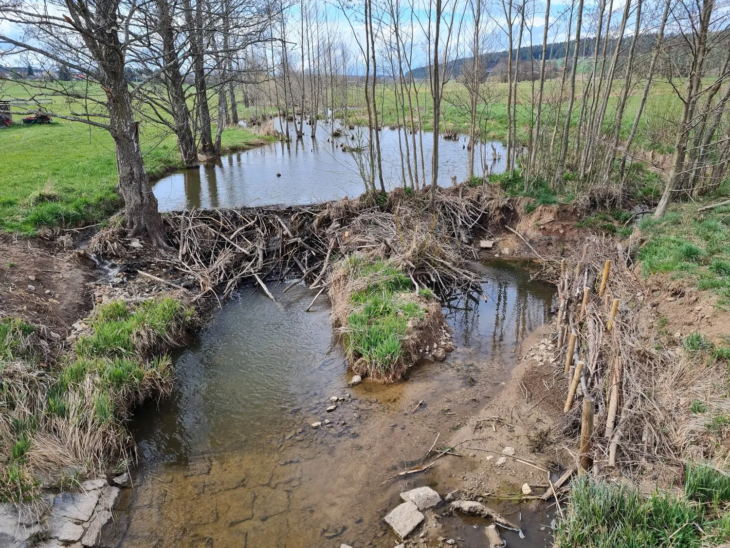 Fachbüro Biberfragen und Auenschutz - Biber