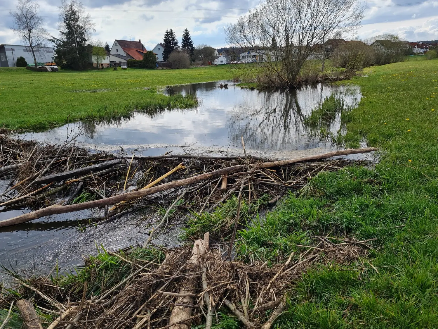 Fachbüro Biberfragen und Auenschutz - Biber