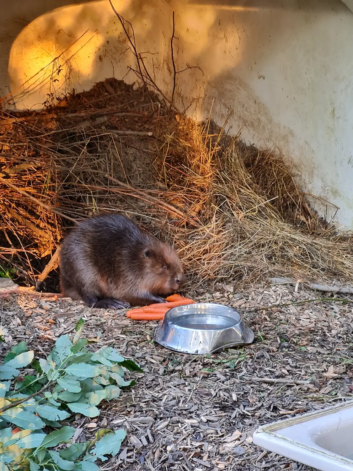 Fachbüro Biberfragen und Auenschutz - Biber