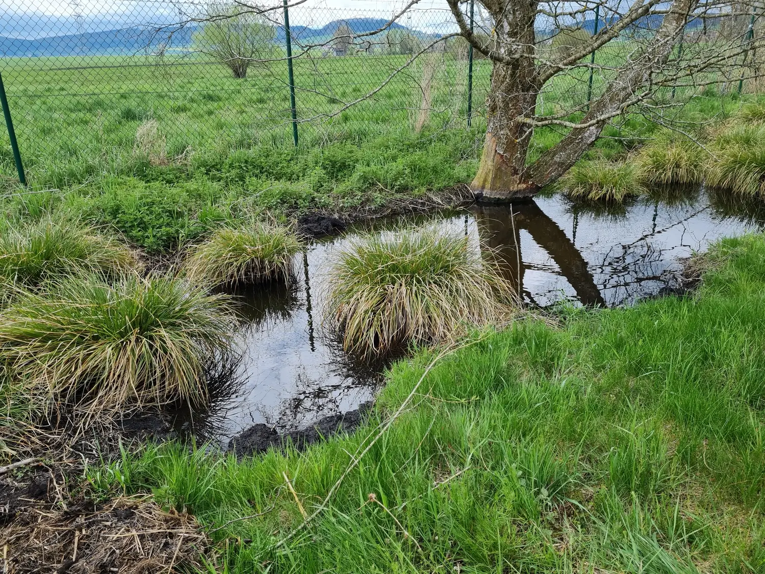 Fachbüro Biberfragen und Auenschutz - Biber