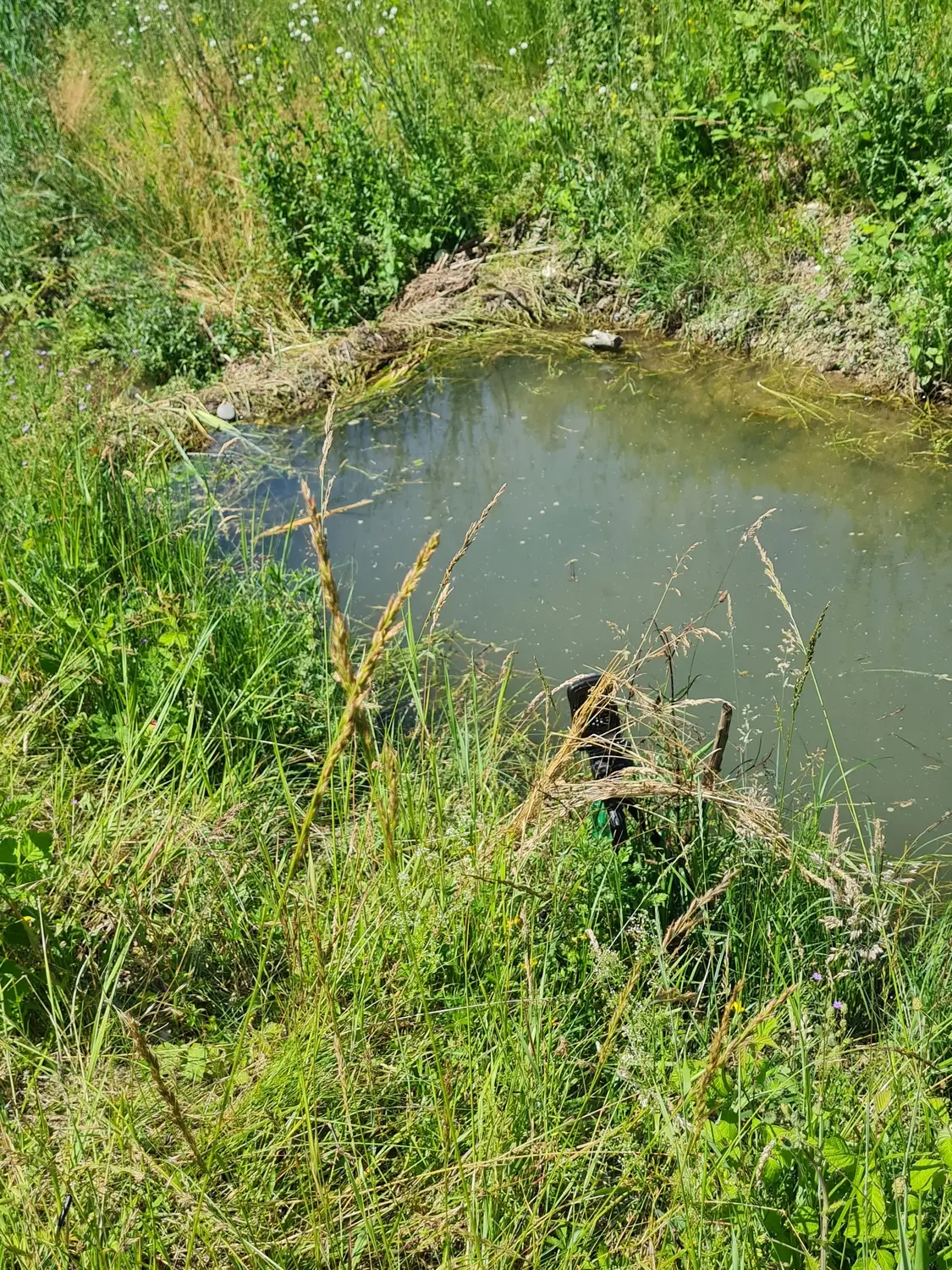 Fachbüro Biberfragen und Auenschutz - Biber