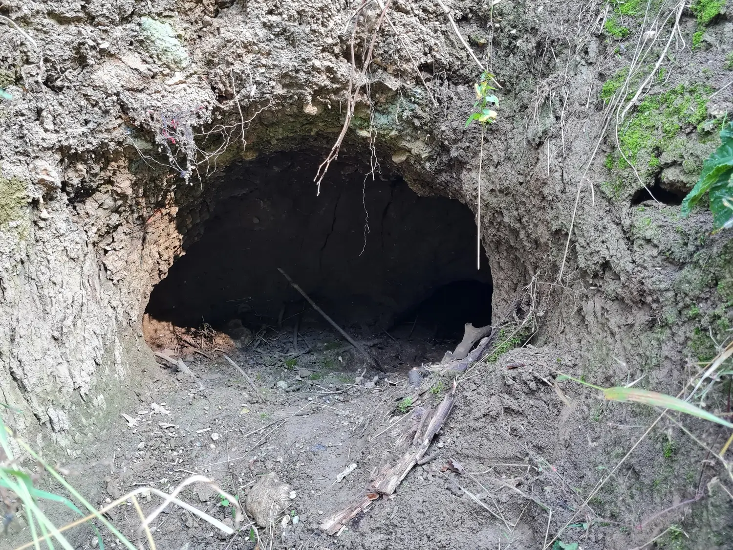 Fachbüro Biberfragen und Auenschutz - Biber