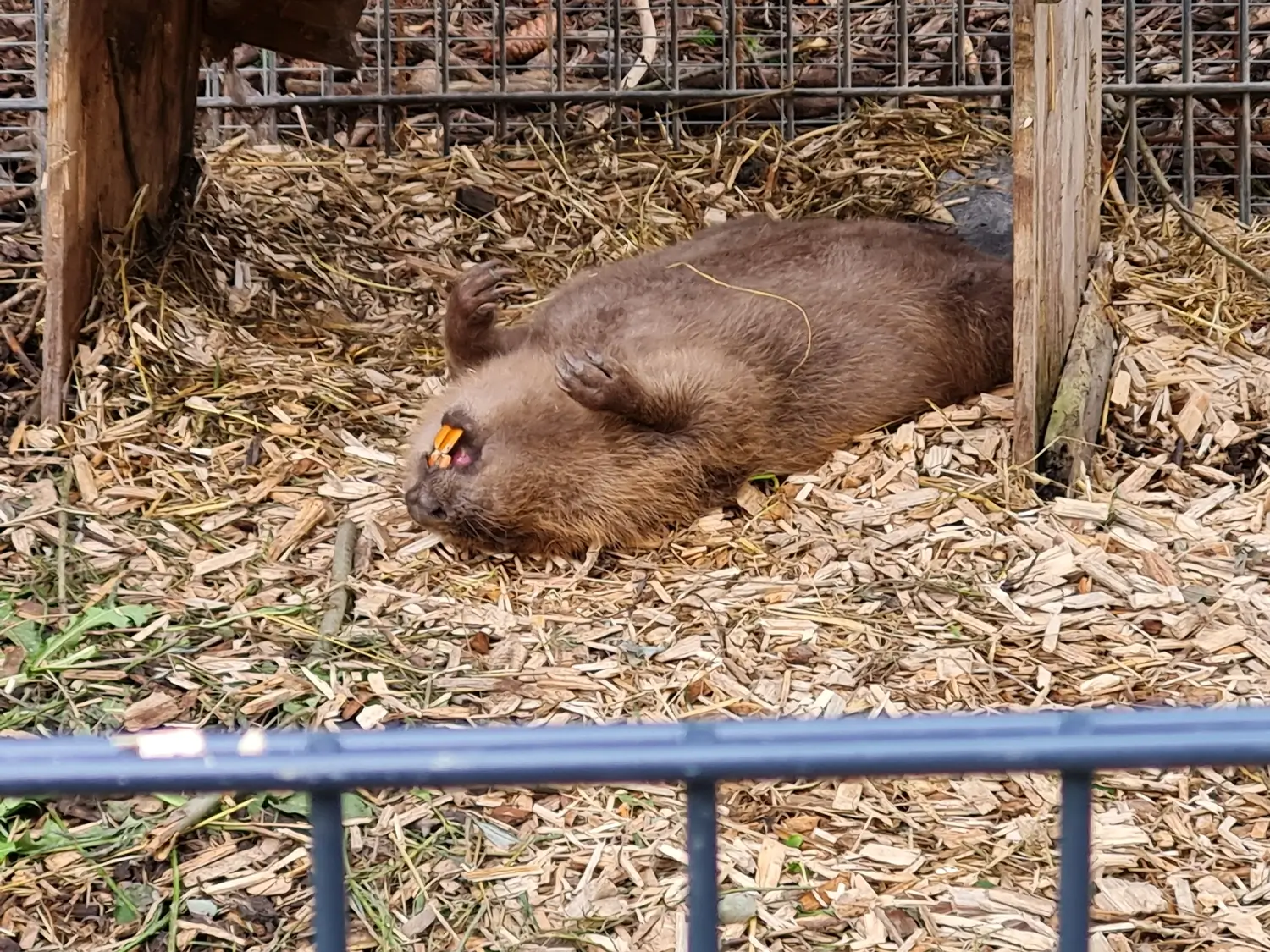 Fachbüro Biberfragen und Auenschutz - Biber
