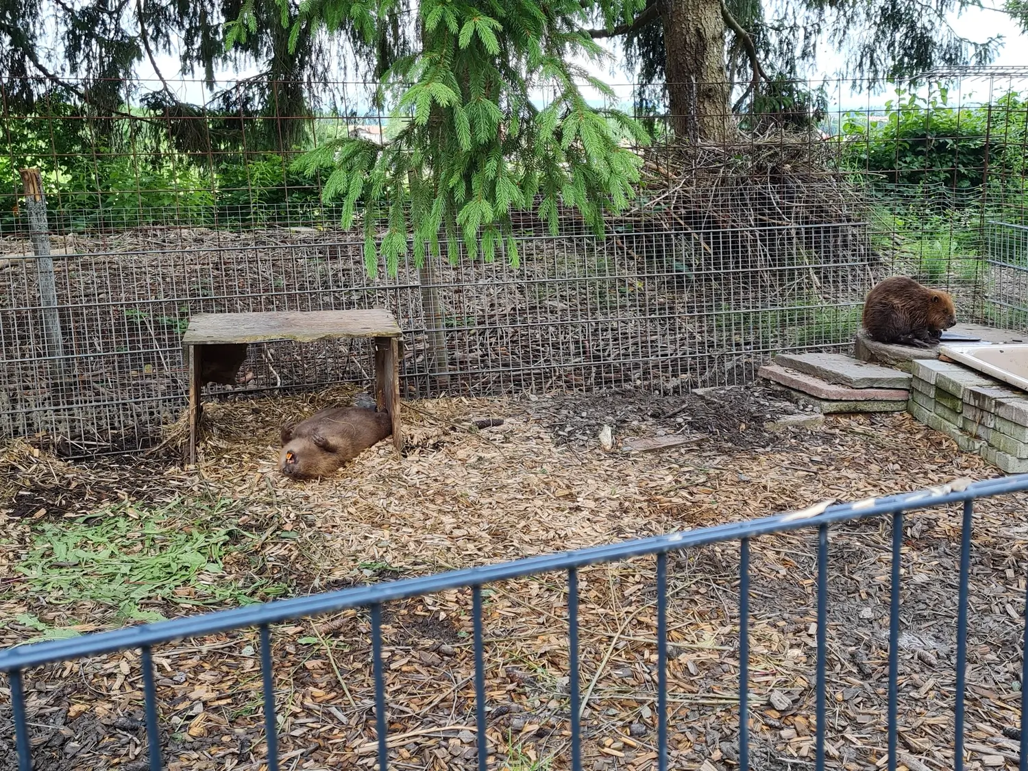 Fachbüro Biberfragen und Auenschutz - Biber