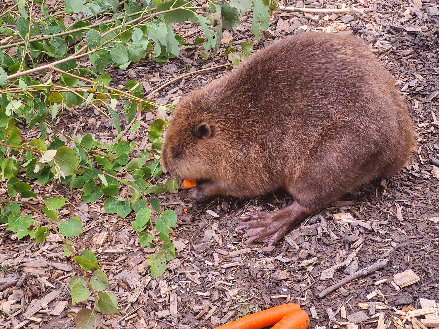 Fachbüro Biberfragen und Auenschutz - Biber