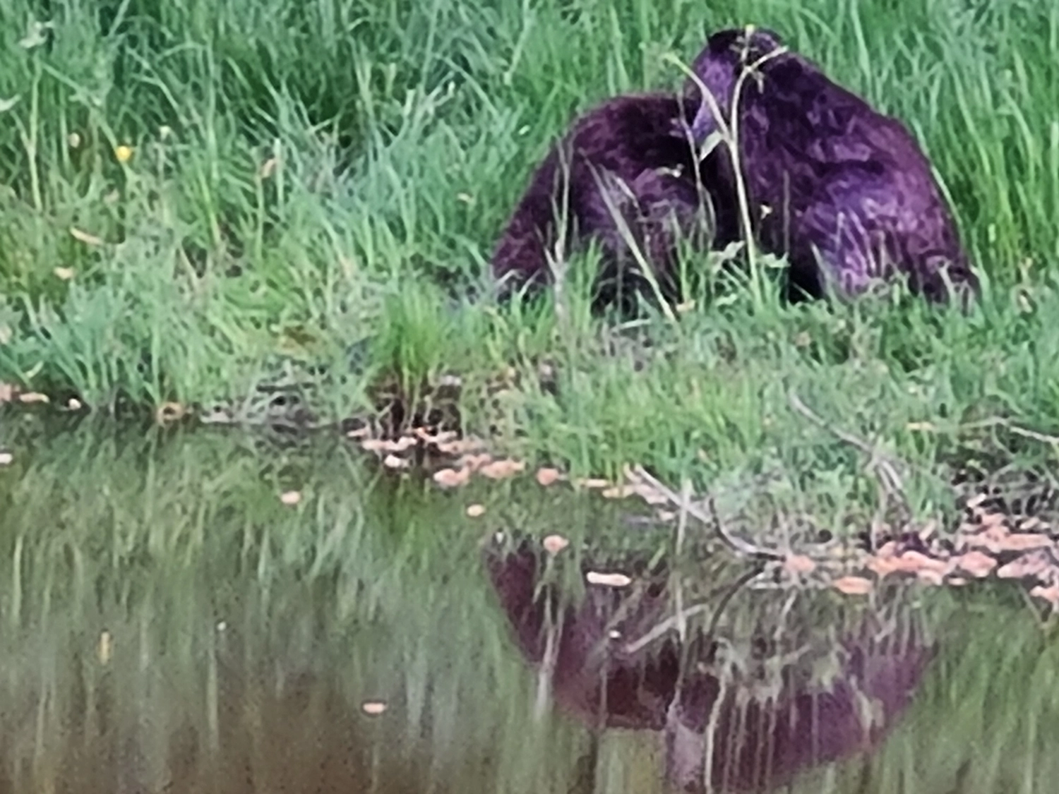 Fachbüro Biberfragen und Auenschutz - Biber