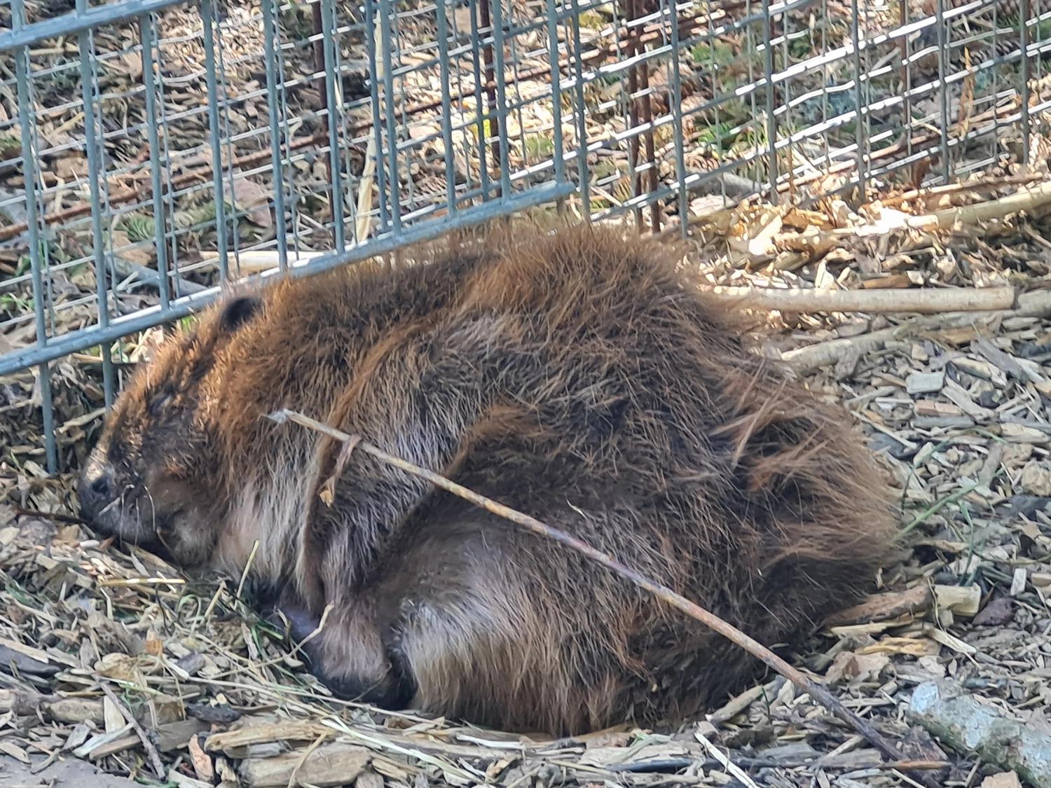 Fachbüro Biberfragen und Auenschutz - Biber