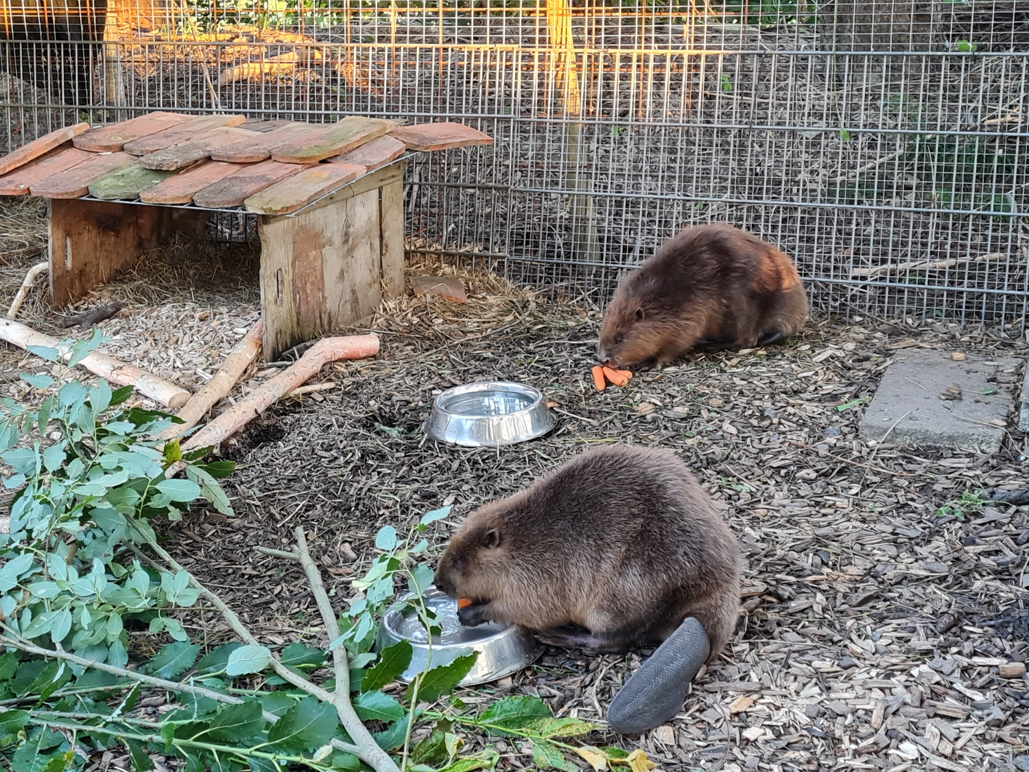 Fachbüro Biberfragen und Auenschutz - Biber