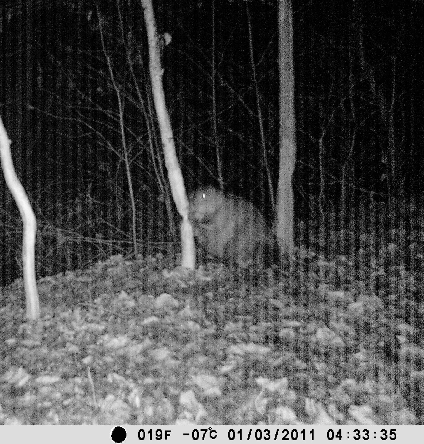 Fachbüro Biberfragen und Auenschutz - Biber