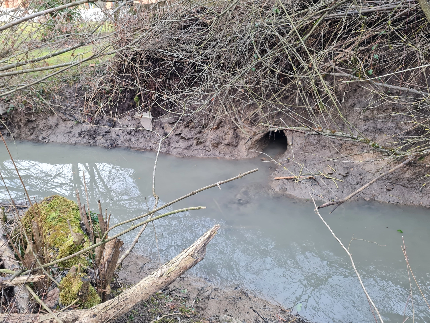 Fachbüro Biberfragen und Auenschutz - Biber