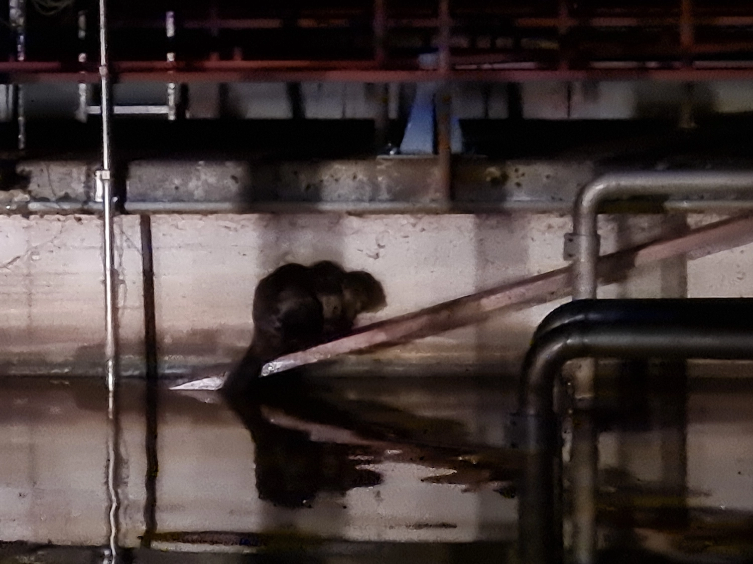 Fachbüro Biberfragen und Auenschutz - Biber