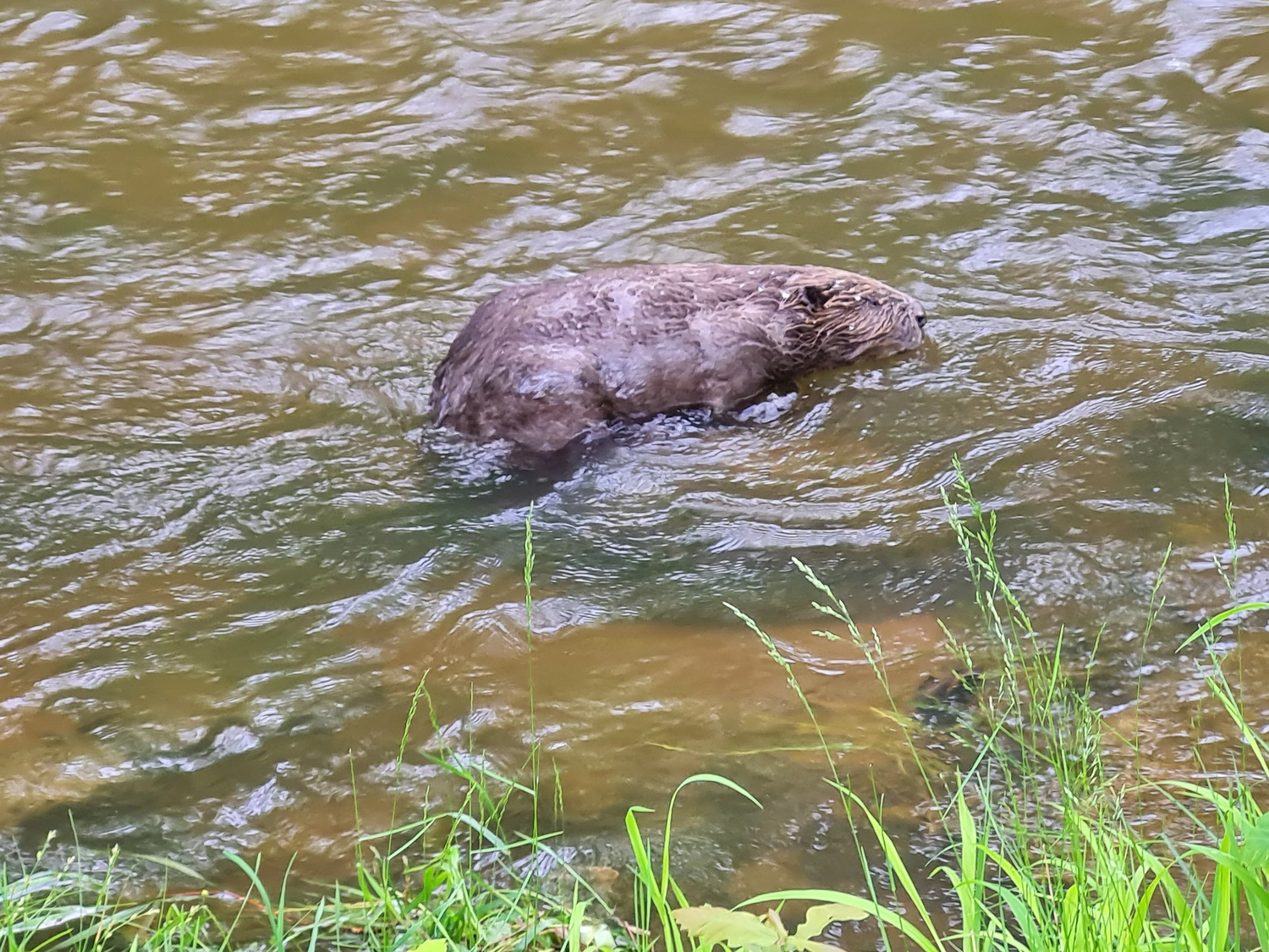 Fachbüro Biberfragen und Auenschutz - Biber