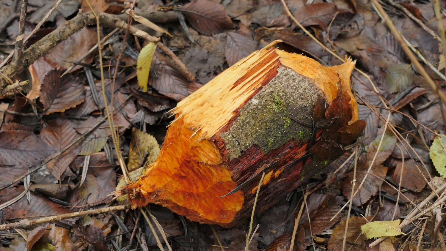 Fachbüro Biberfragen und Auenschutz - Biber