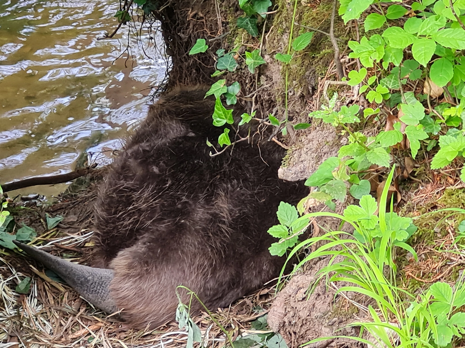 Fachbüro Biberfragen und Auenschutz - Biber