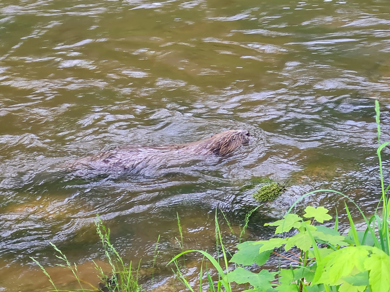 Fachbüro Biberfragen und Auenschutz - Biber