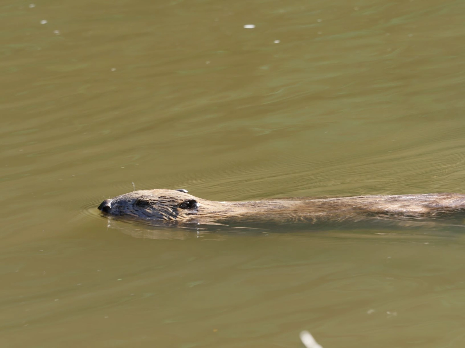 Fachbüro Biberfragen und Auenschutz - Biber