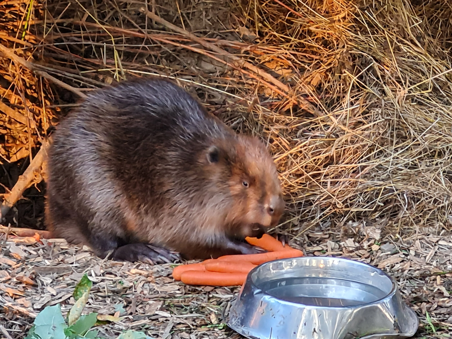 Fachbüro Biberfragen und Auenschutz - Biber
