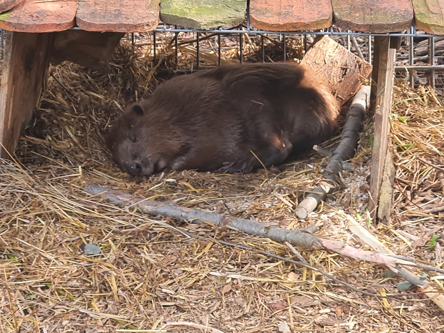 Fachbüro Biberfragen und Auenschutz - Biber